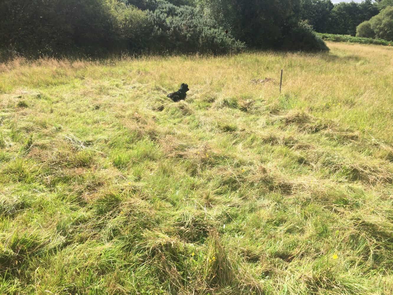 Friends of Glenan Wood - results of scything